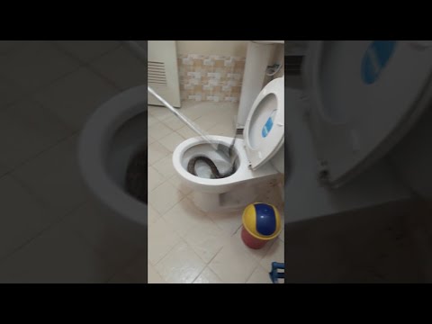 Snake in Toilet || ViralHog