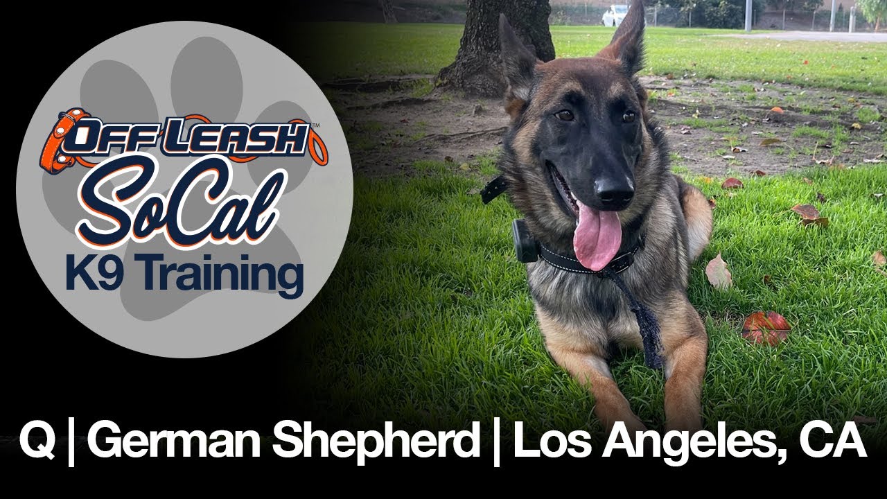 German Shepherd Training | Q | Los Angeles, CA