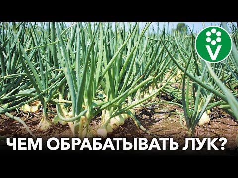 ЛУКОВАЯ МУХА ИСЧЕЗНЕТ СРАЗУ, если обработать ЛУК ЭТИМ!