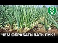 ЛУКОВАЯ МУХА ИСЧЕЗНЕТ СРАЗУ, если обработать ЛУК ЭТИМ!