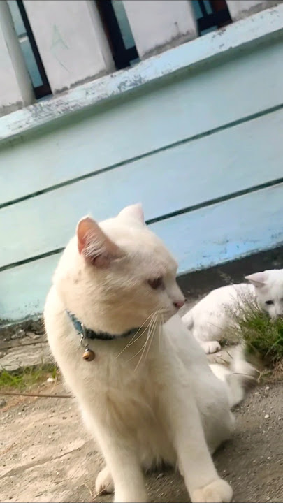 Cupril cute 🥰#shortvideo #cat #ytshorts #cupril #cute #youtubeshorts #cutecat #shorts #ytshort #fyp