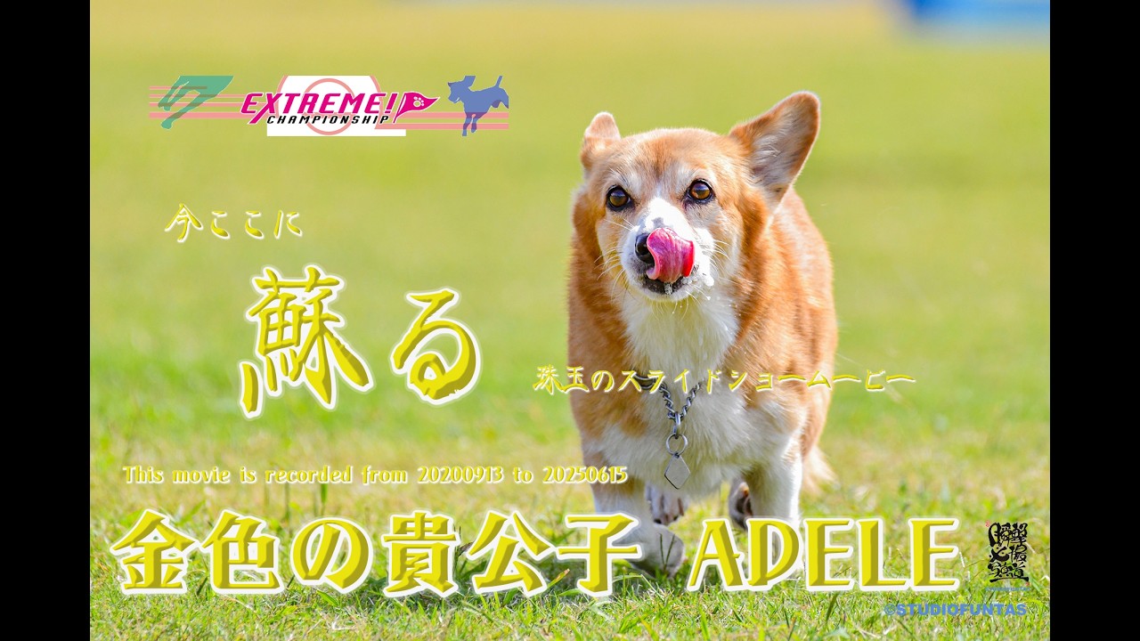 今ここに蘇る　金色の貴公子アデル　珠玉のスライドショームービー
