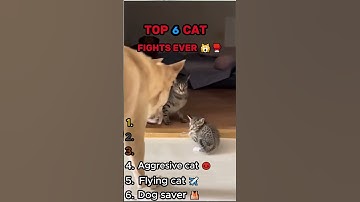 Thumbnail of Top 6 Cat Fights EVER 🙀🥊