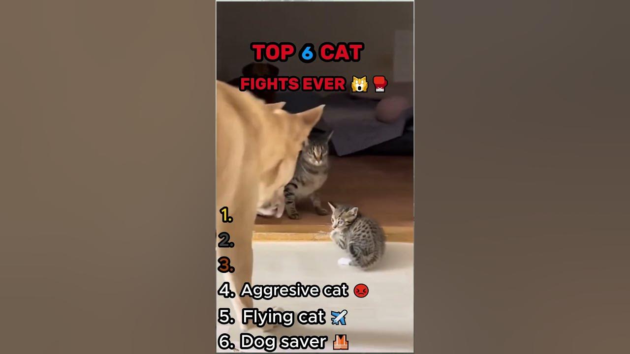 Top 6 Cat Fights EVER 🙀🥊