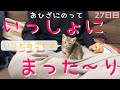 【保護猫】子猫とまったり過ごす日常～おまけ：迫りくる子猫～【生後40日】Relaxing daily life with kitten～Kitten approaching the camera～