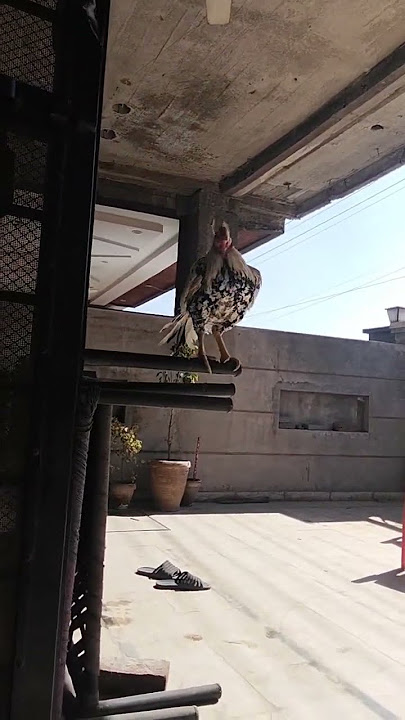 #roosterfarm #aseelmurga #unfrezzmyaccount #murga #birds #viralvideo #rooster #youtubeshorts