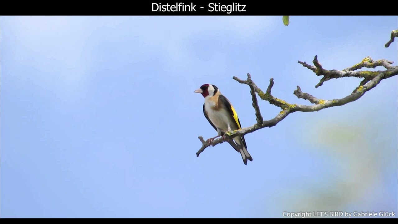 Distelfink / Stieglitz mit Gesang European goldfinch singing