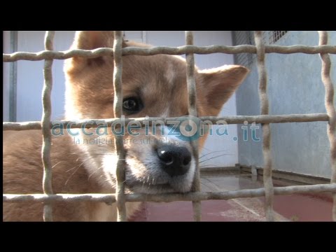 Video: 13 Cani Antinarcotici Dalla DEA Filippina In Attesa Di Adozione