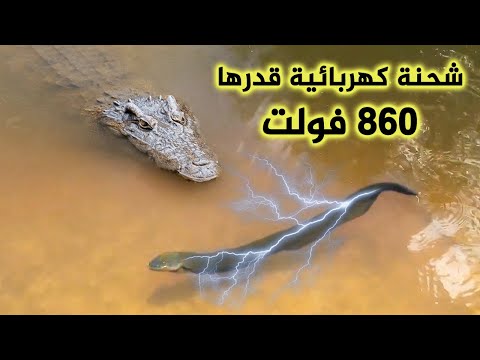 فيديو: هل ثعبان البحر الكهربائي سمكة؟
