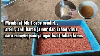 Pelakuan Benih Cabe Buatan Sediri Agar  Steril Bebas Hama dan Tahan Lama