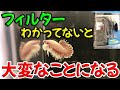ベタ飼育における水槽フィルターのメリット・デメリットについて