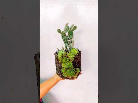 Give Your Cacti & Succulents a Makeover: DIY Tree Bark Planter & Stunning Arrangement Hack!