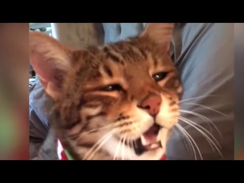 Video: Sprechende Katze 101