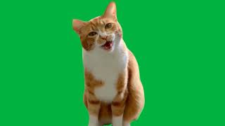 Cat Ha Hee Meme Green Screen