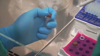 Coronavirus Test: Real time RT-PCR - Animation video