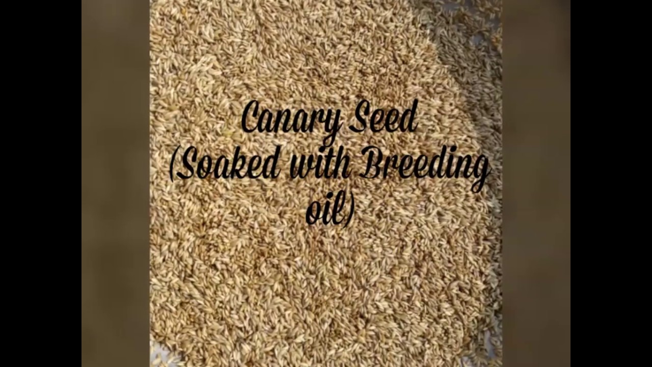 How to prepare Egg Food for birds YouTube