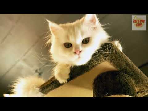 Video: Agresyvaus elgesio priežastys katėms