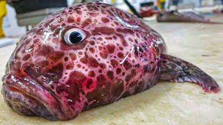 MOST AMAZING LOOKING FISH  You Won’t Believe Actually Exist