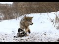 Проверка капканов на волка.(Попалась Патрикеевна)Checking traps for a wolf. (Patrikeevna got caught)