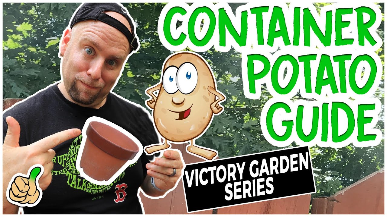 How to Grow Potatoes In A Bucket the Easy way | Victory Garden Series