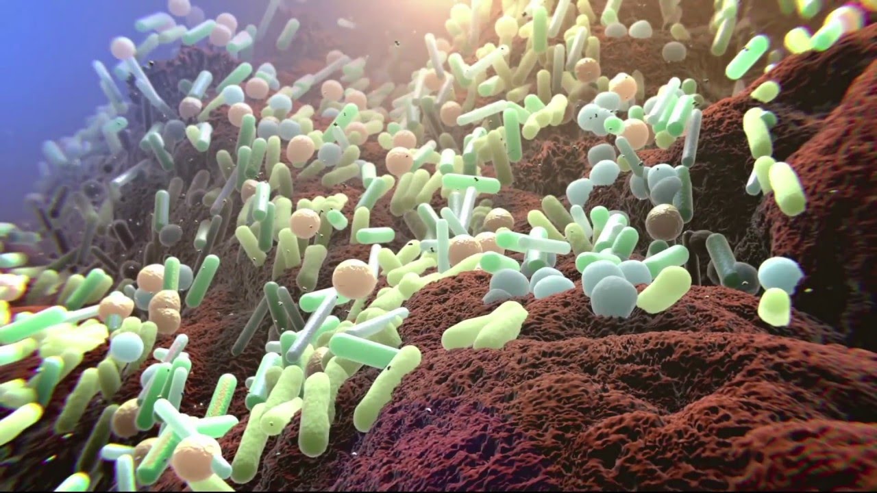 Вижу бактерии. ФОТОБАКТЕРИИ светящиеся бактерии. Бактерии разлагающие пластик. Селекция микроорганизмов фото. Бактерии разлагают воду.