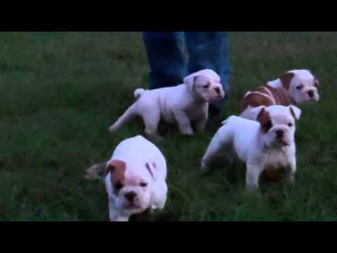 katy-perry,-taylor-swift,-drake-and-pit-bull-(english-bulldog-puppies-for-sale)