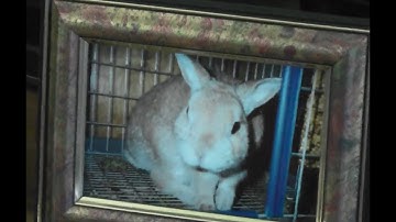 🐇 DSP Gaming finds his pet rabbit in hell #RIP 🐇