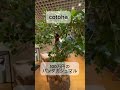 100万円のパンダガジュマル #cotoha #観葉植物 #THE CONRAN SHOP