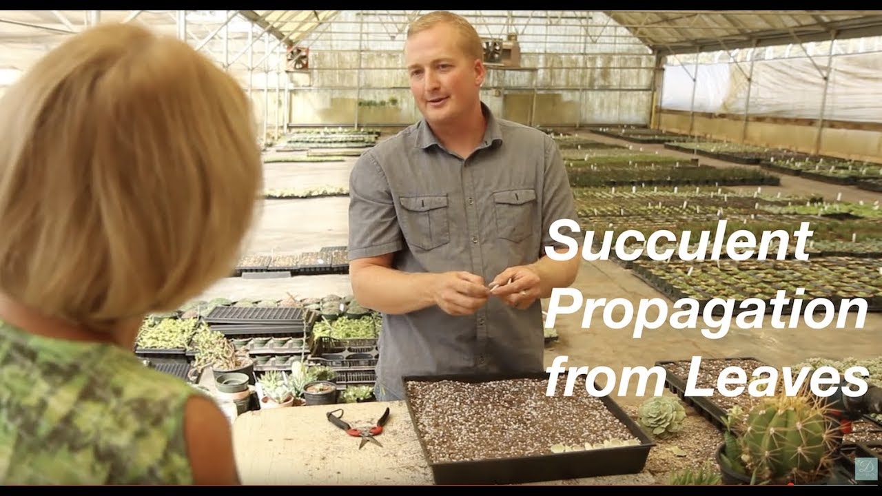 How to Propagate Succulents from Leaves - YouTube