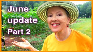 Tennessee is the VOLUNTEER state & I've got LOTS! June Garden Update - Part 2