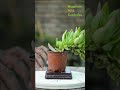 How is My Unique and Beautiful Plant 24 #shorts