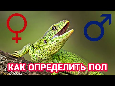 КАК ОПРЕДЕЛИТЬ ПОЛ У ПРЫТКОЙ ЯЩЕРИЦЫ! ОПРЕДЕЛЕНИЕ ПОЛА У ПРЫТКОЙ ЯЩЕРИЦЫ! DAZE