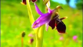 Sarı Bülbül By Vokal By Seyranismayilkhanov Piano By Naile Ahmedova