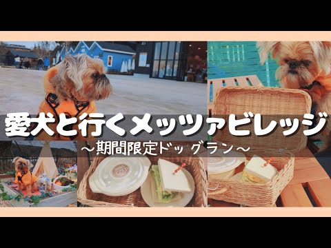 【期間限定】メッツァビレッジのドッグランで愛犬とランチ