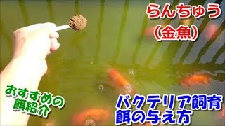 Tom43らんちゅうノーブルの人気動画 Youtubeランキング