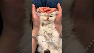FUNNY Cats That Will Make You Laugh Out Loud 😹