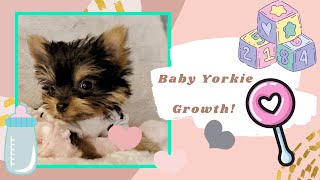 How a yorkie looks like from birth to six months! | baby Uni #yorkiegrowth #yorkie