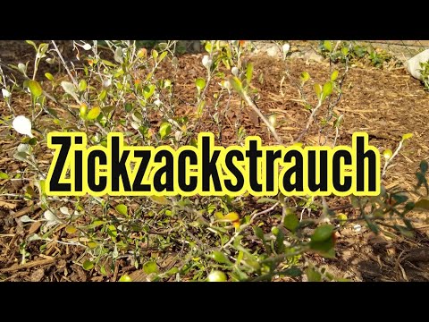 Video: Chokeberry Cotoneaster: Beschreibung und nützliche Eigenschaften