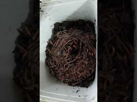Vídeo: Alimentação de vermicultura - Como alimentar corretamente as minhocas de compostagem