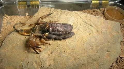 scorpion molting, time-lapse