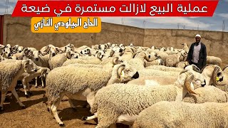 عملية بيع أضحية العيد لازالت مستمرة في ضيعة الحاج الميلودي النازي شوفو شحال باع و شحال باقي