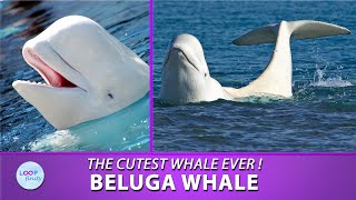 Beluga  the Cutest Whale Ever
