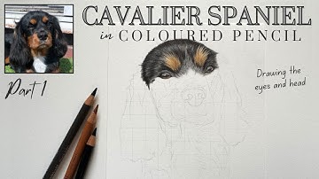 How to draw a Cavalier King Charles Spaniel - Coloured Pencil Tutorial - Eyes, black & tan fur