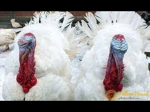 كيس ميه فى صدر الديك الرومى اسبابه وعلاجه
