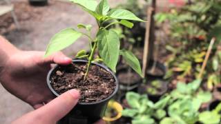 Grow Pepper Plants from Store Bought Peppers! Pt. 1 - Grow Everything - Episode 2