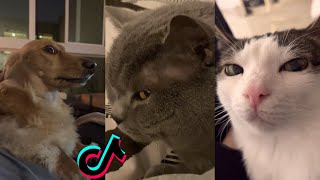Bombastic side eye criminal offensive side eye tiktok compilation by Rainbow Cats 74,015 views 1 year ago 3 minutes, 1 second