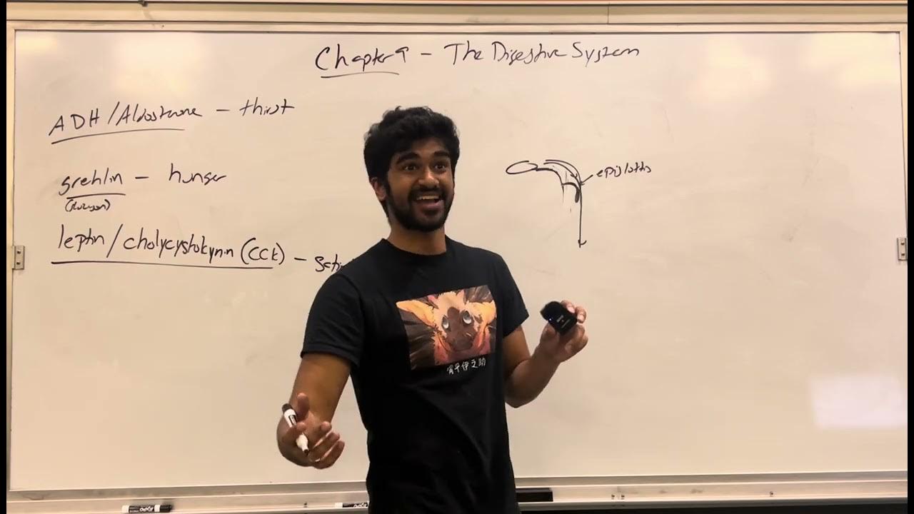 MCAT General Biology, Chapter 9 The Digestive System YouTube