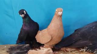 Армавирские короткоклювые голуби.Тел.: +7(747)6541608.
