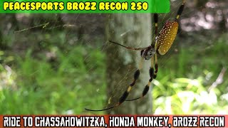 Ride to Chassahowitzka wildlife on the Honda Monkey and Brozz Recon. Turkey, spiders fish and boar