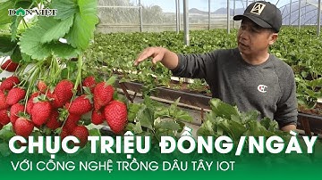 Thu Nhập Hàng Chục Triệu Đồng Mỗi Ngày Với Công Nghệ Trồng Dâu Tây IOT | Báo Dân Việt